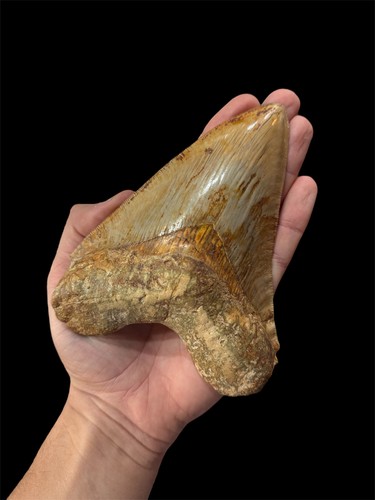 Megalodon shark tooth fossil - megalodon,