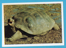 Animali tutto il - di,