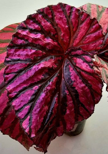 Begonia brevimosa - brevimosa,