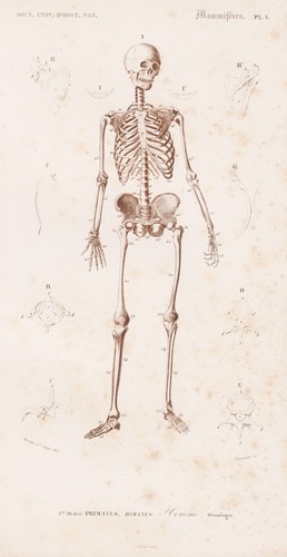 Ritratto uno scheletro - ritratto,