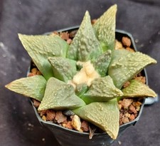 ARIOCARPUS GODZILLA  ×