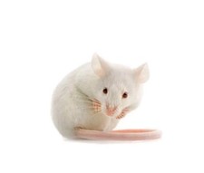 Topi 80g /100g cibo per