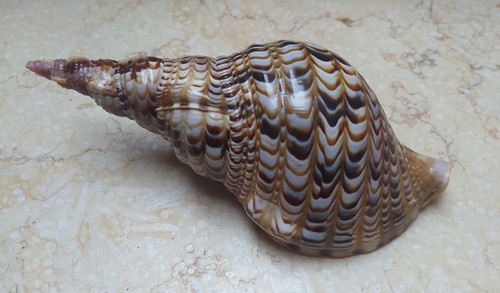 Tromba charonia tritonis - charonia,