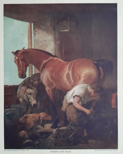 Landseer fabbro cavallo - fabbro, mare