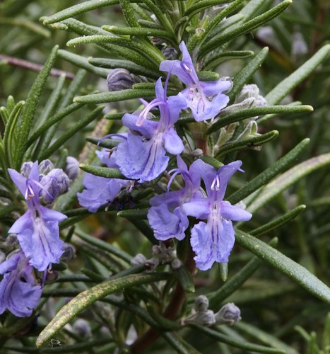 Rosmarin repens rosmarinus - -,