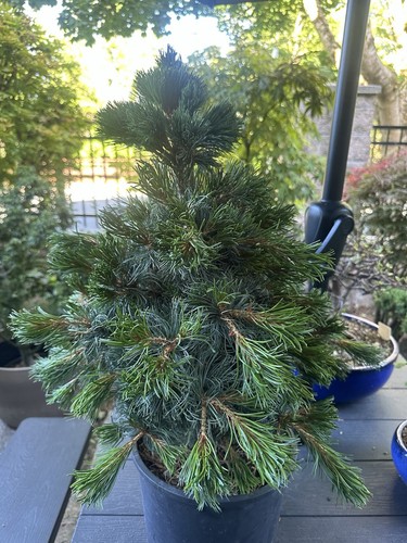 Japanese white pine - white, bergman