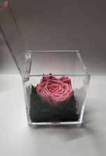 Rosa rosa Stabilizzata Eterna