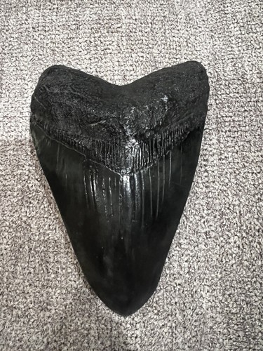 Dente squalo megalodonte 5 - di,