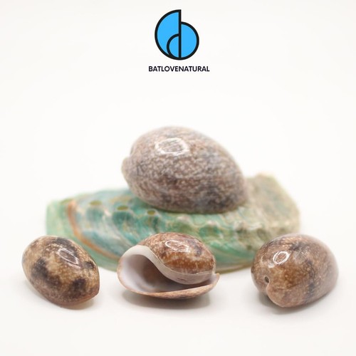 Conchiglia bulla ampulla - conchiglia,