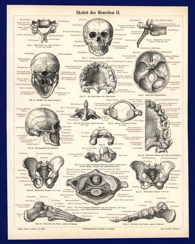 Stampa scheletro del - , 1897