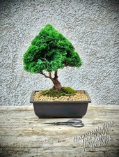 Chamaecyparis obtusa nana - obtusa, "nana
