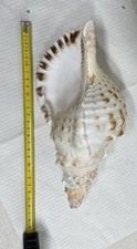 Charonia Tritonis 27 Cm