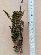 Neoregelia eteria rilegato - neoregelia,