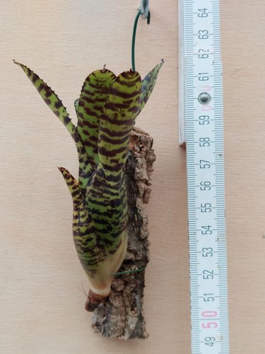 Neoregelia eteria rilegato - neoregelia,