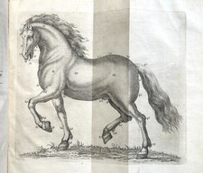 Libro Sulla rigenerazione delle razze de' Cavalli Equitazione Campagnola 1810