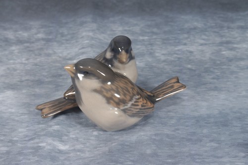 Splendida coppia passeri da - di,
