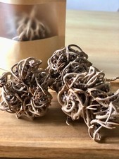 2 Roses de Jericho 100% naturelles - PLANTE POUR LA FERTILITÉ - #CHAJARAT MARIAM