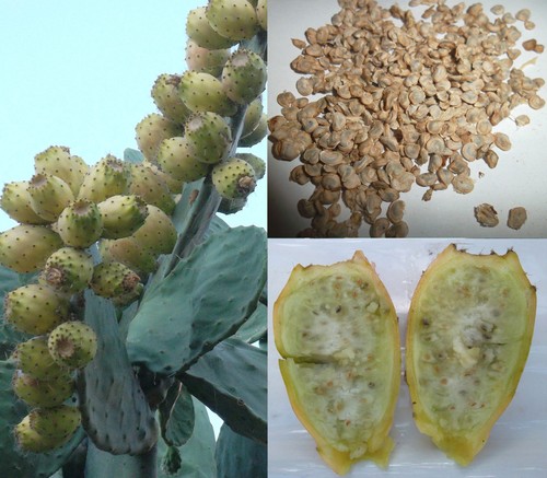 Semi opuntia ficus - 50,