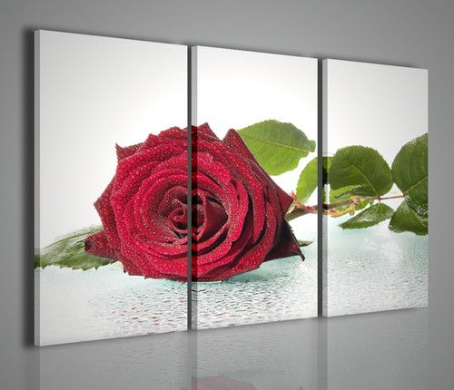 Quadri moderni blown - blown, rose