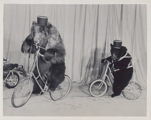 Bear bicycle circus act kastle - act,