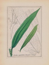 1850 - Stechwinden Smilax Erbe