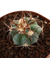 Echinocactus horizonthalonius