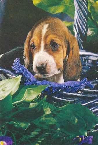 Beagle puppy cartolina - *,