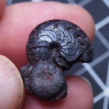 Goniatite 19 mm ematite