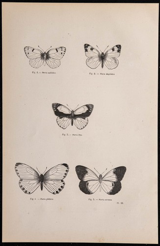 1869 farfalle pieris - 1869, farfalle: