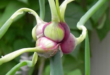 50 SEMI DI CIPOLLA EGIZIANA