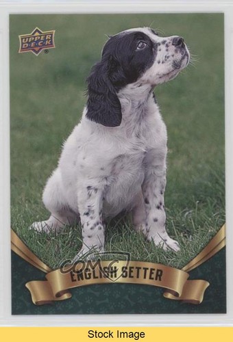 Setter inglese upper deck - setter,