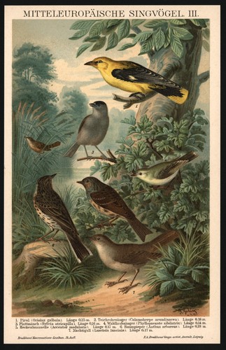 Litografia anno 1896 - ,