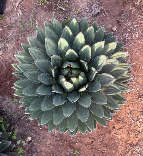 Agave victoriae reginae - agave,