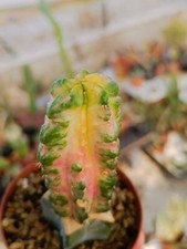 Myrtillocalycium chimera