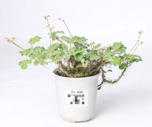 Vaso raro cactus jatropha - vaso,