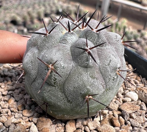 Copiapoa cinerea selezione - cinerea,
