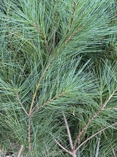 Fresh Cut Pine Boughs, 8-12”