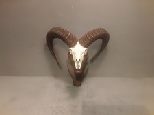  Vecchio Trofeo Corna Di Muflone Con Scudo In Legno 