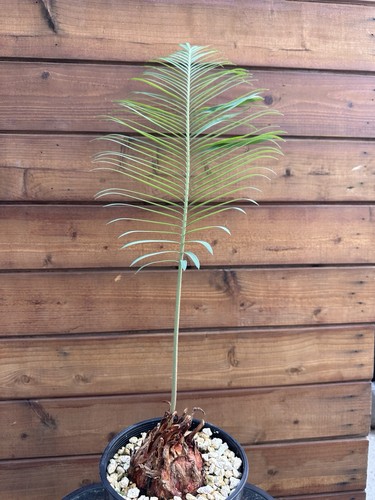 Cycas panzhihuaensis hardy - panzhihuaensis, –