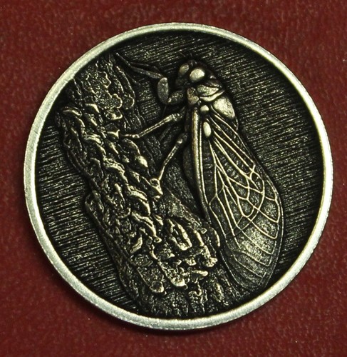 Hobo nickel cicada - cicada, un