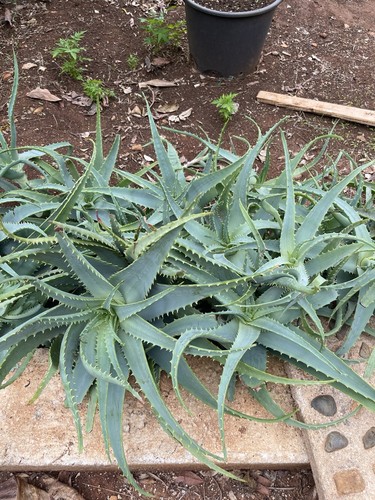 Aloe vera piante talee - talee, grandi