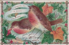 AUGURALI- cartoncino Inglese - 2 pettirossi fra foglie e bacche- di fine '800