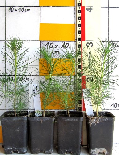 Pinus attenuata raro - attenuata,