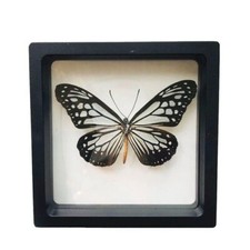 Esemplare di tassidermia vera farfalla naturale tigre di classe arredamento casa spedizione gratuita