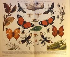 1895 Stampa Antica = INSETTI MIMETICI FARFALLE = CROMOLITOGRAFIA Old Print #
