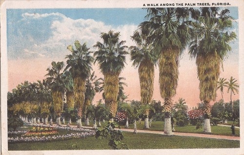 Palme della florida - palme,