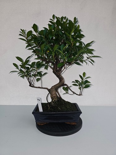 Bonsai ficus microcarpa - bonsai,