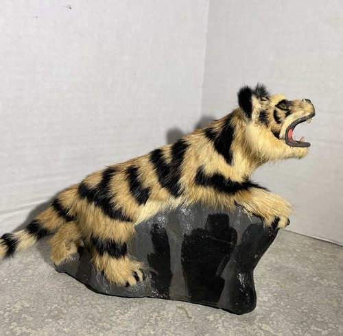Rare bob cat realistic - bob,
