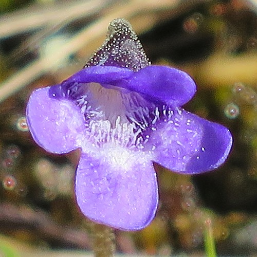 Photo 6x4 common butterwort - common,