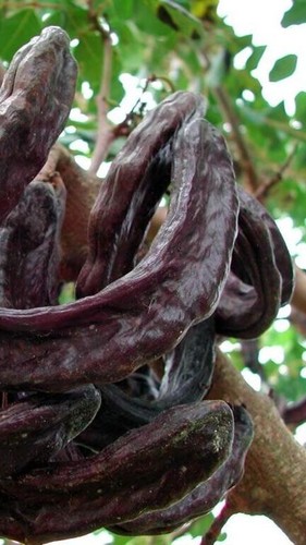 Pianta ceratonia siliqua - di,
